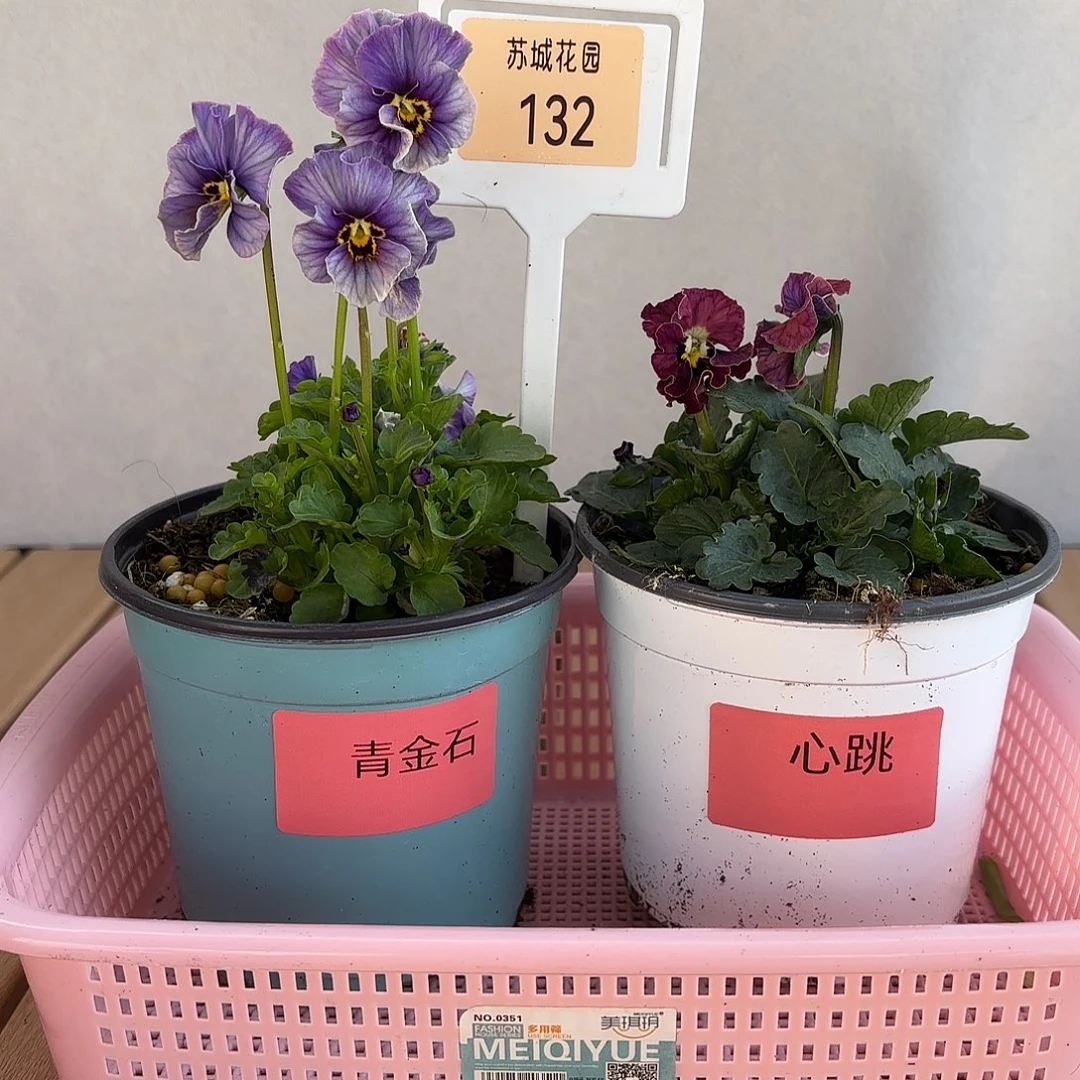 大部分开放少量花苞132