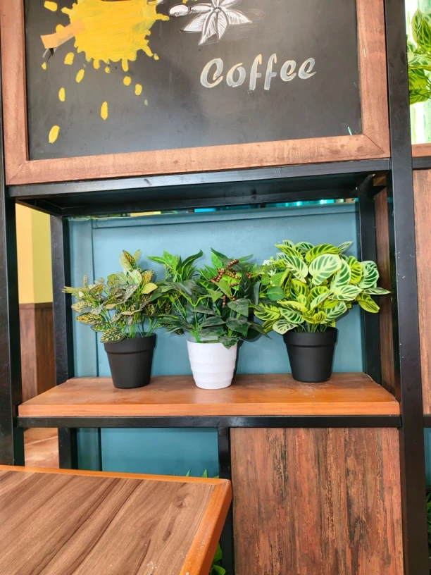 沉香777白红土多样性发一108