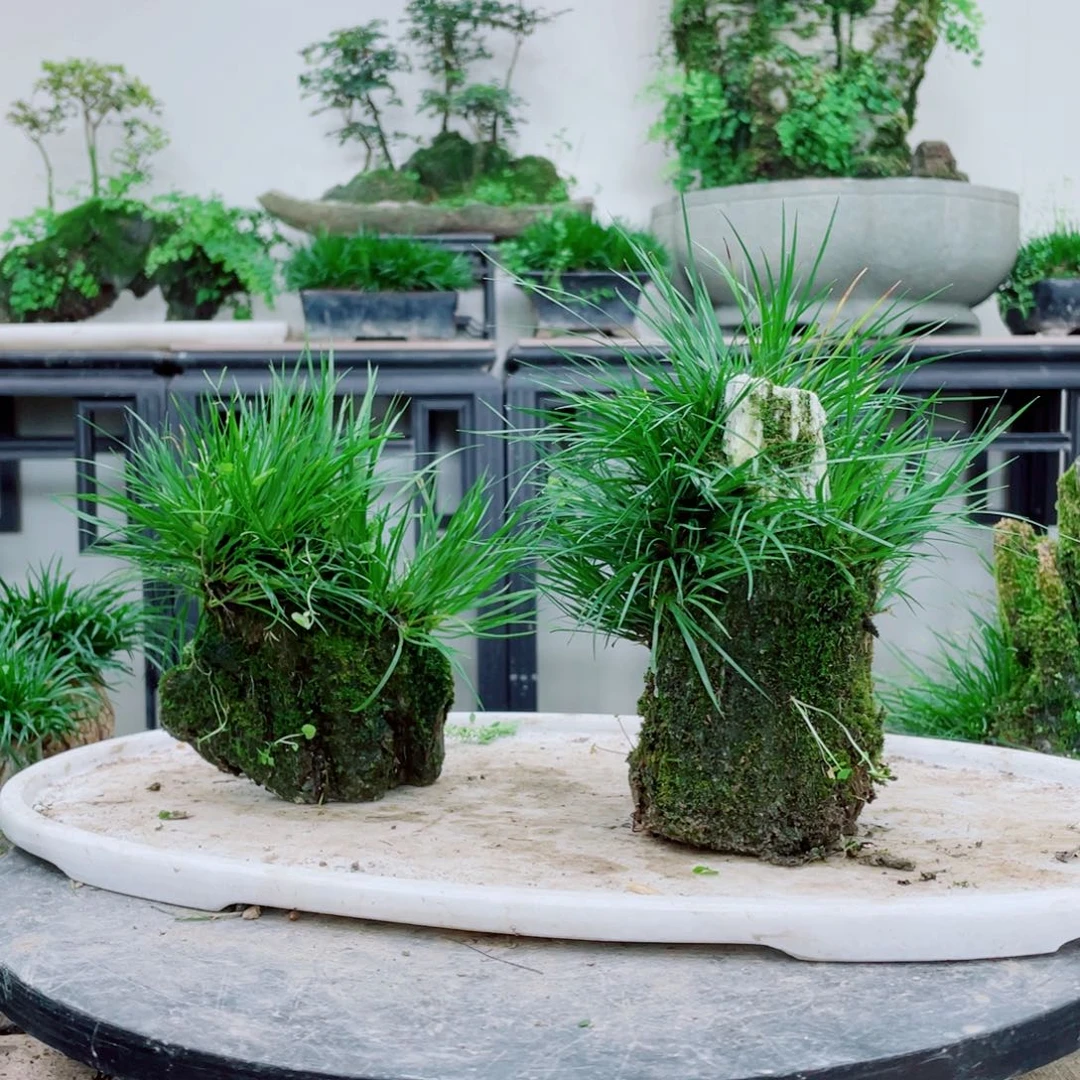 无铅玻璃五****室铁线蕨铁线蕨铁线蕨