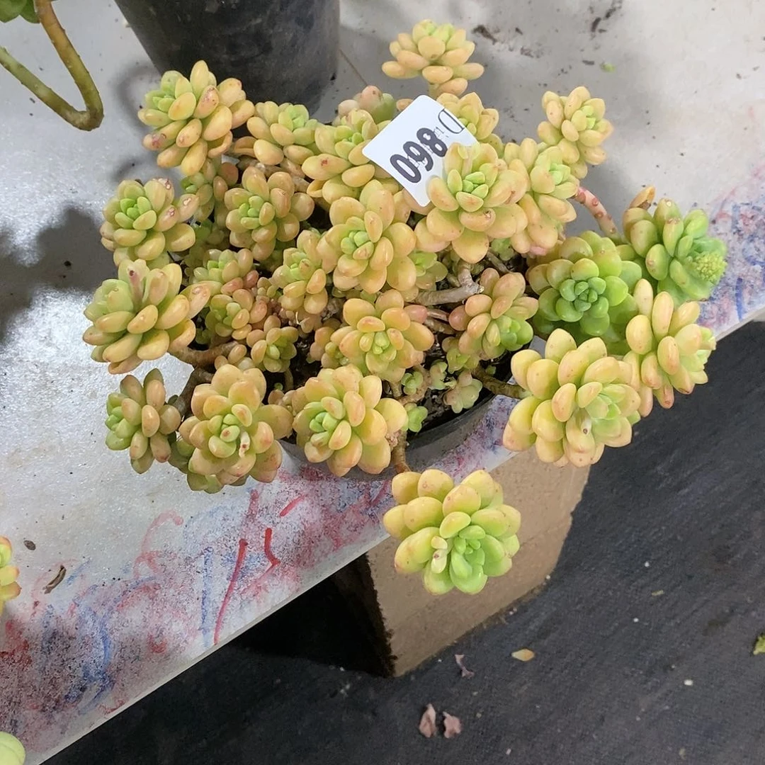 z*f860香格里拉多肉植物