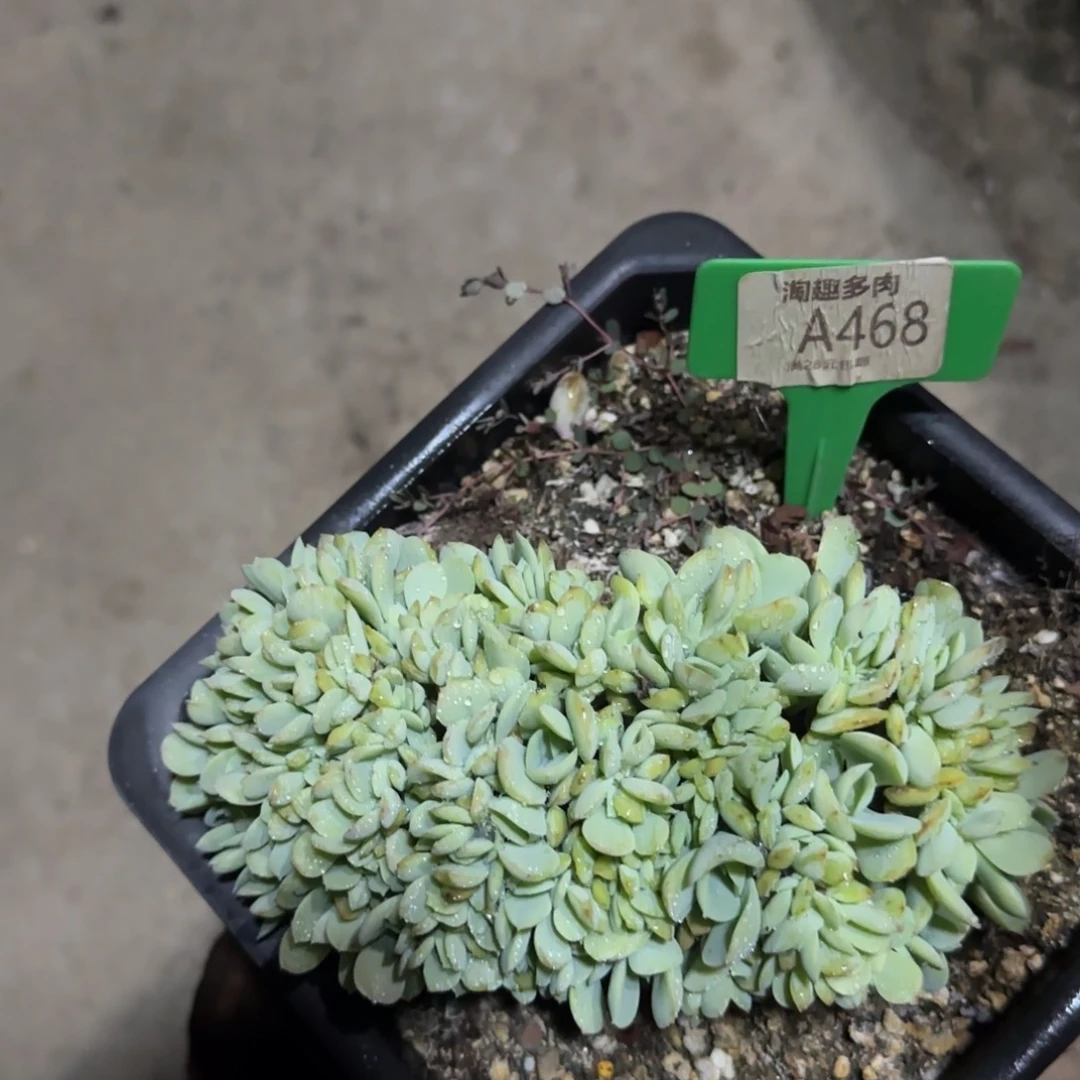 多肉植物碧桃朵朵催化