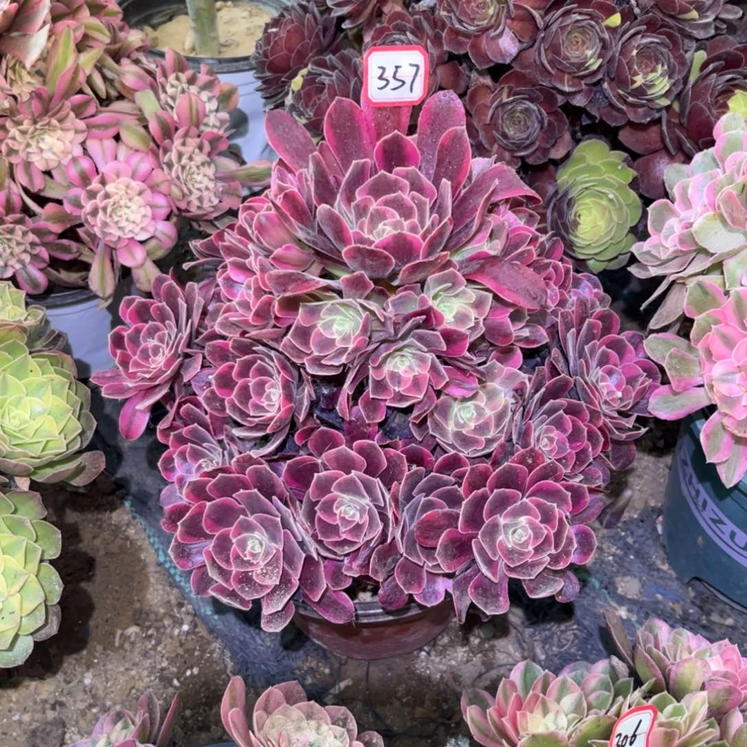 357多肉植物凤冠法师