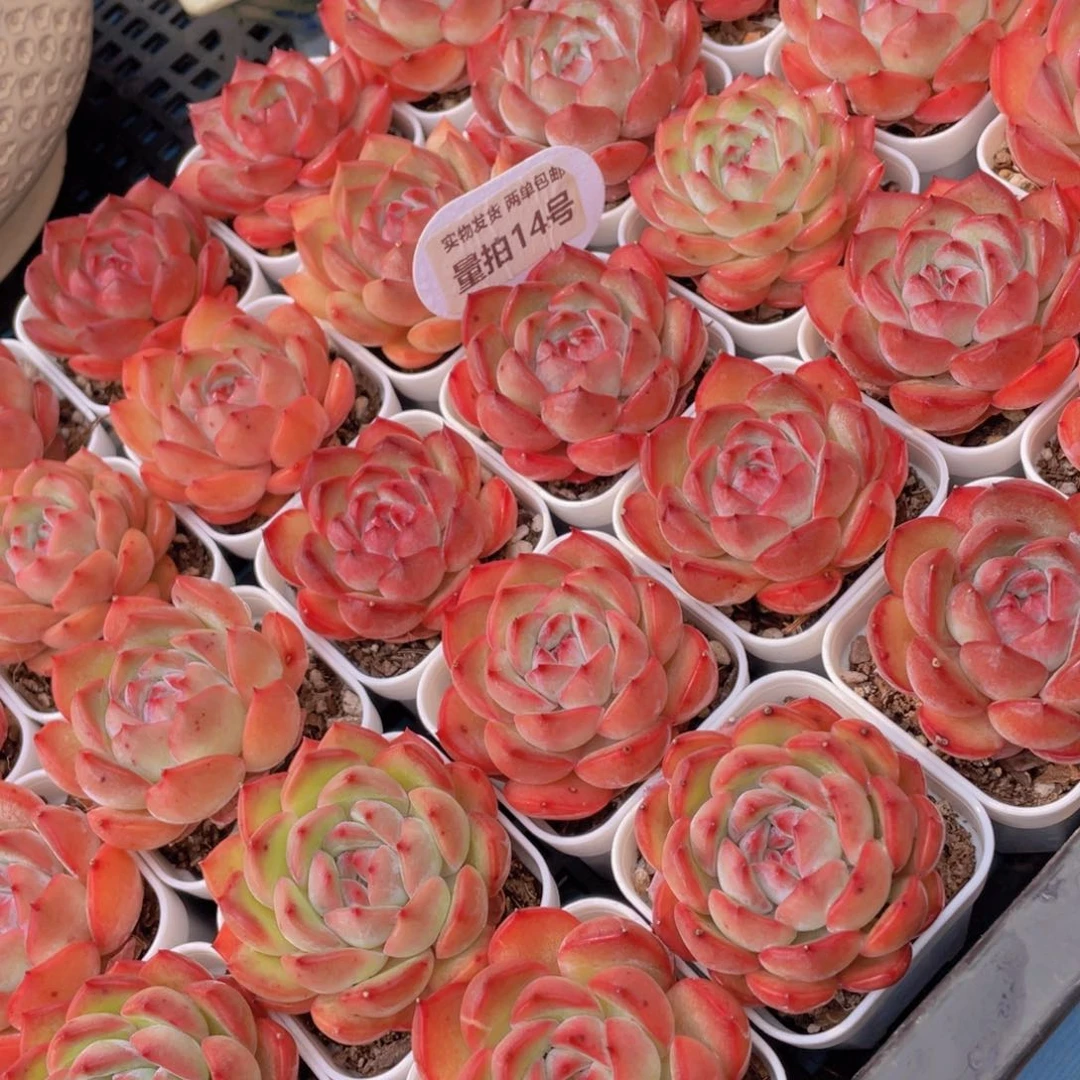 量拍14号全状态草莓杏仁单头一个