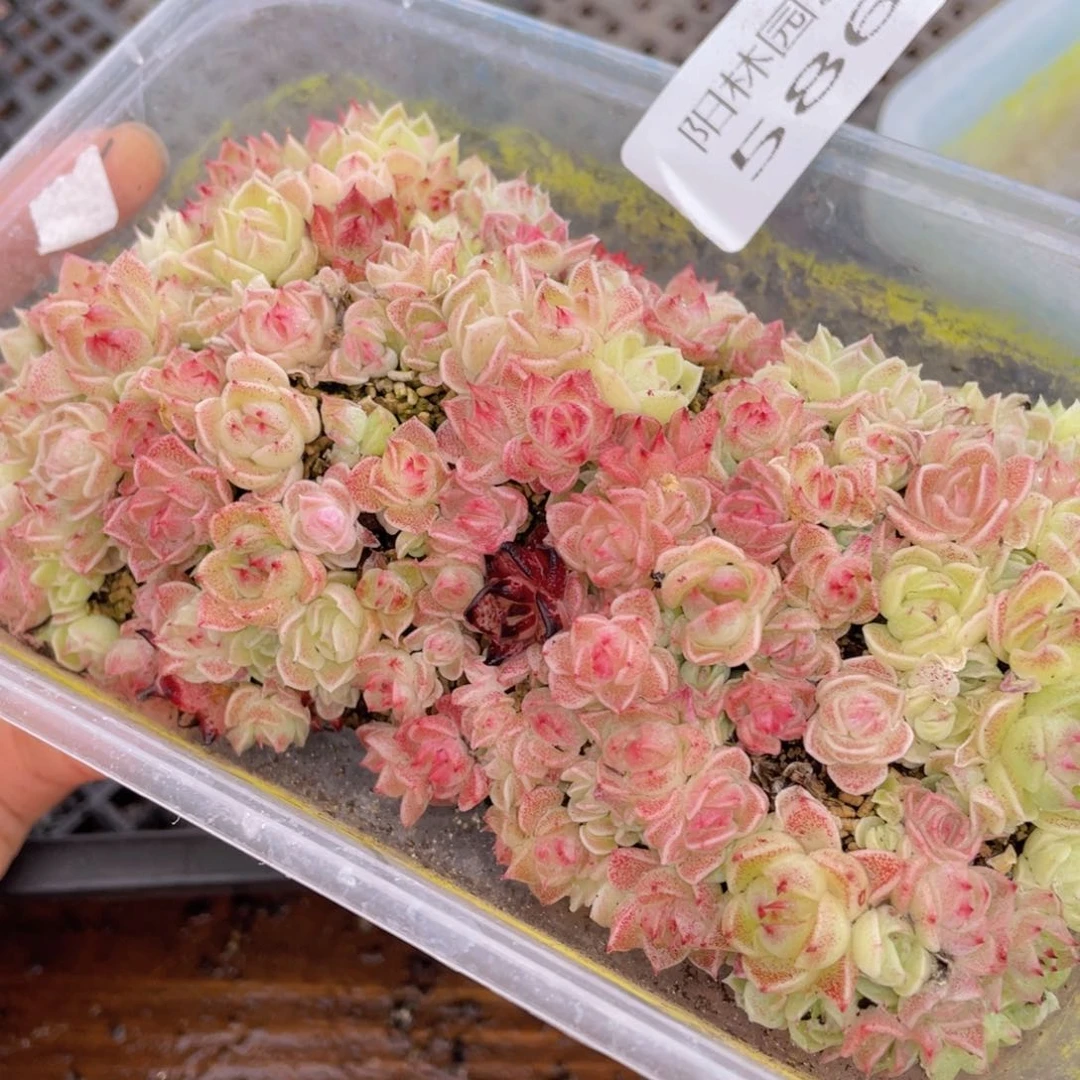 多肉植物多肉植物586