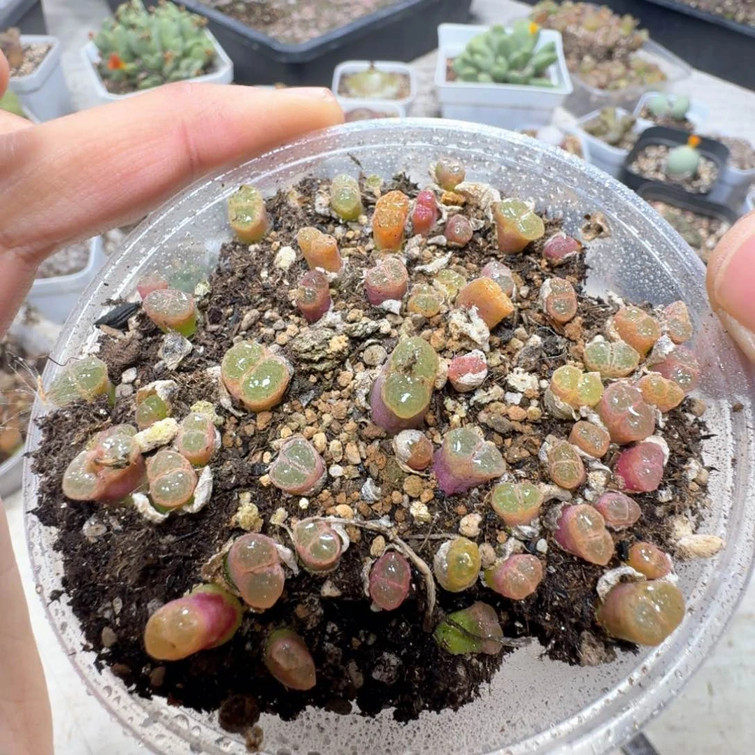 E64。1453.9。粉樱风铃