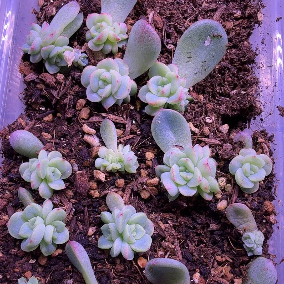 十月珍泥2颗一物随机发