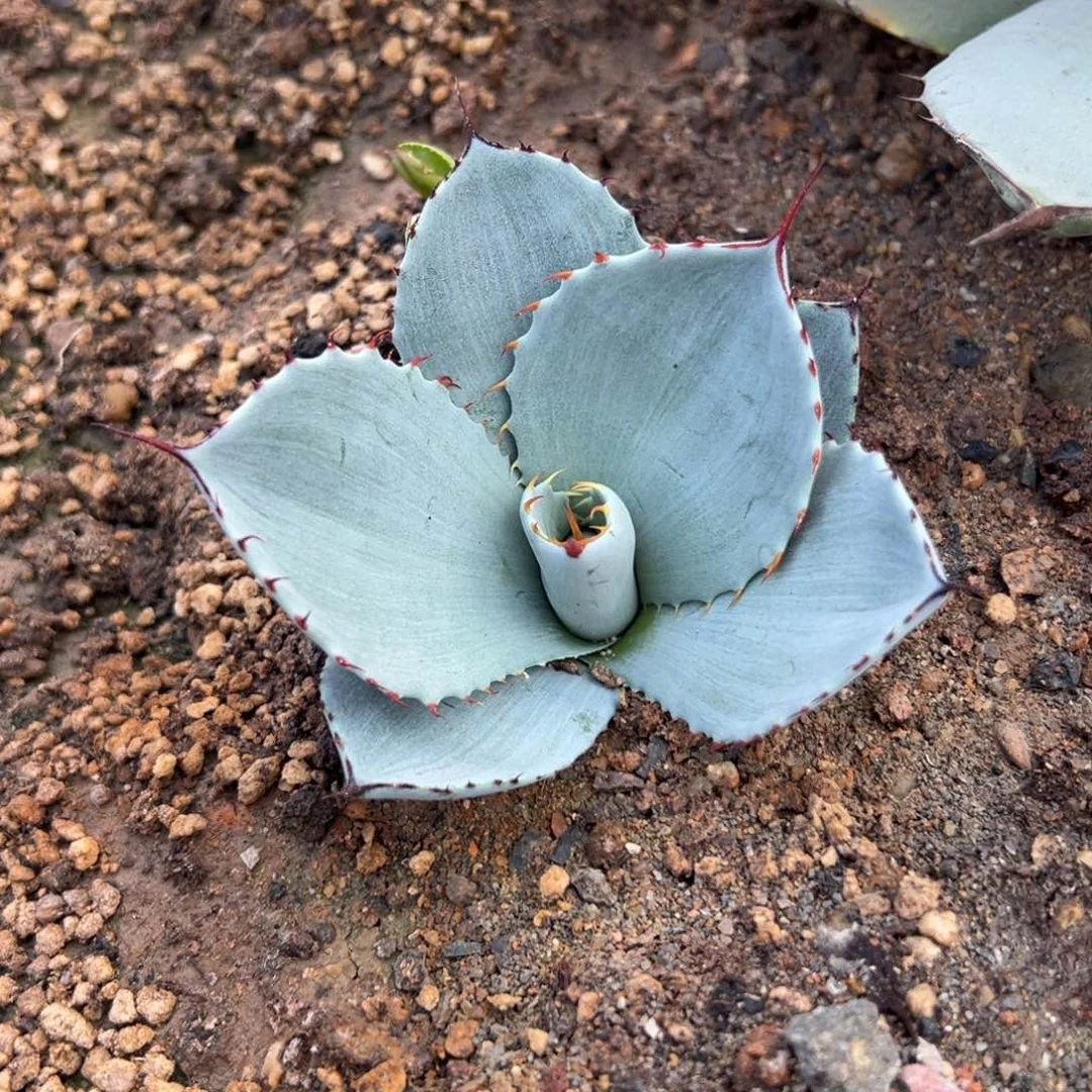 珠****子圆叶福克斯 龙舌兰