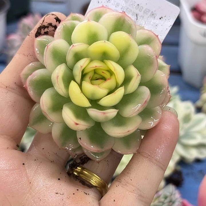 3686草莓冰锦炸多肉植物