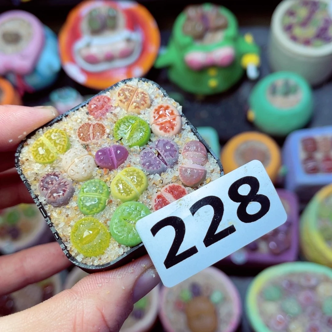 228生石花带盆发