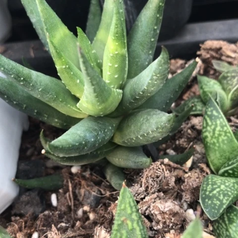 青铜硬叶多肉植物