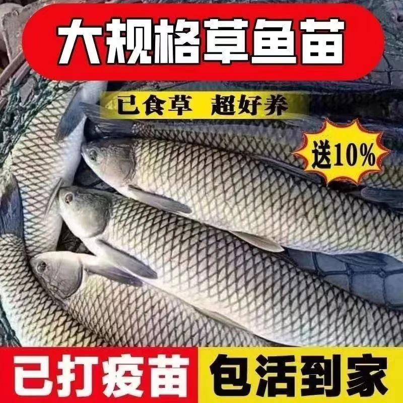 草鱼苗淡水活体小鱼苗好养殖食用活物冷水观赏鱼草鱼活鱼苗包活