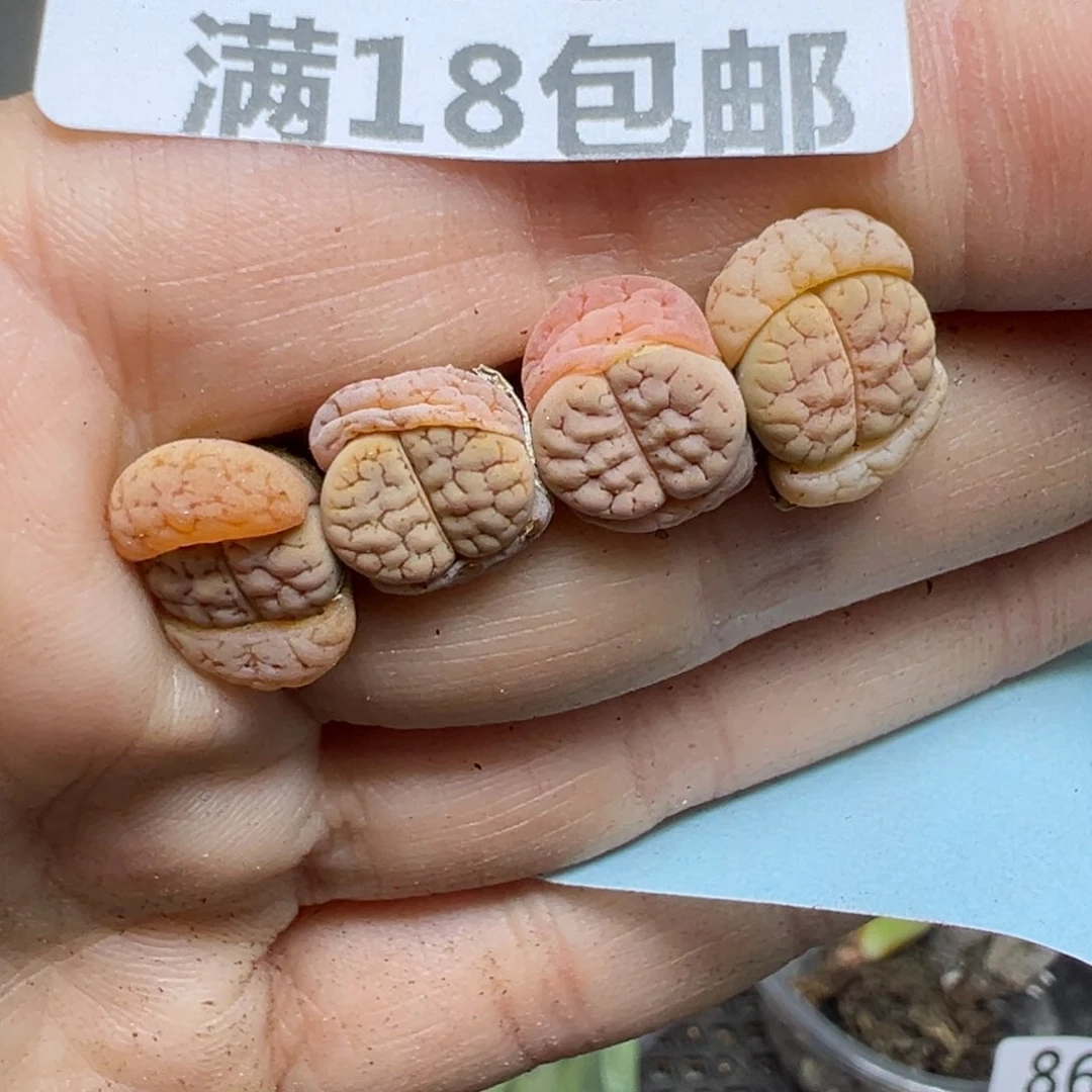 【闪购商品】863……