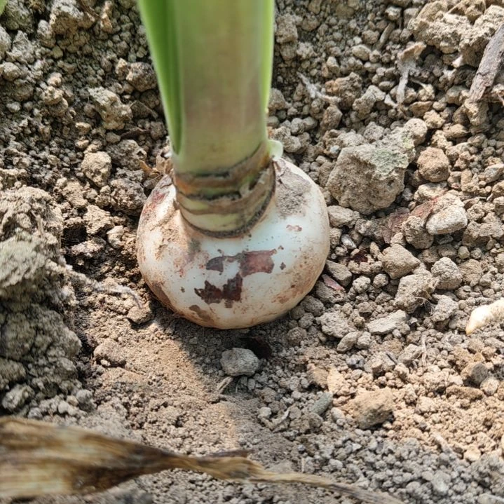 茴***完全开放小珊珊5公分