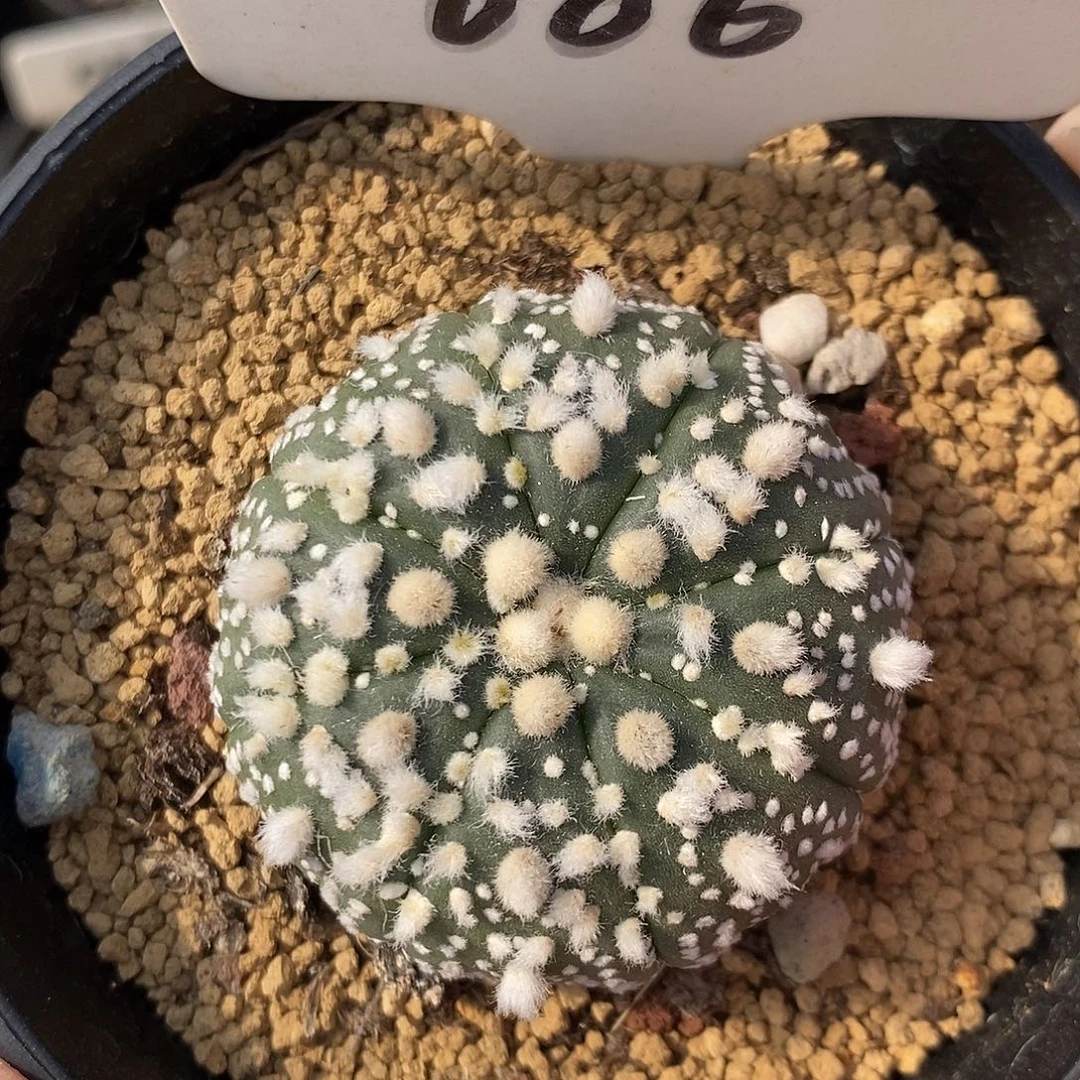 006花园兜系列产品
