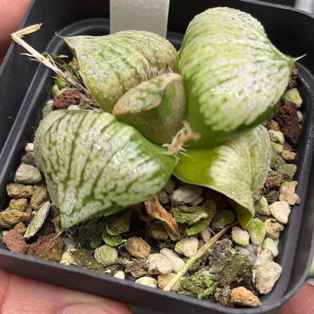 368白拍子发发发发发发