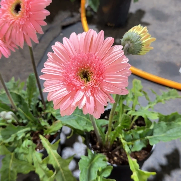 原盆原土一加仑非洲菊玲珑