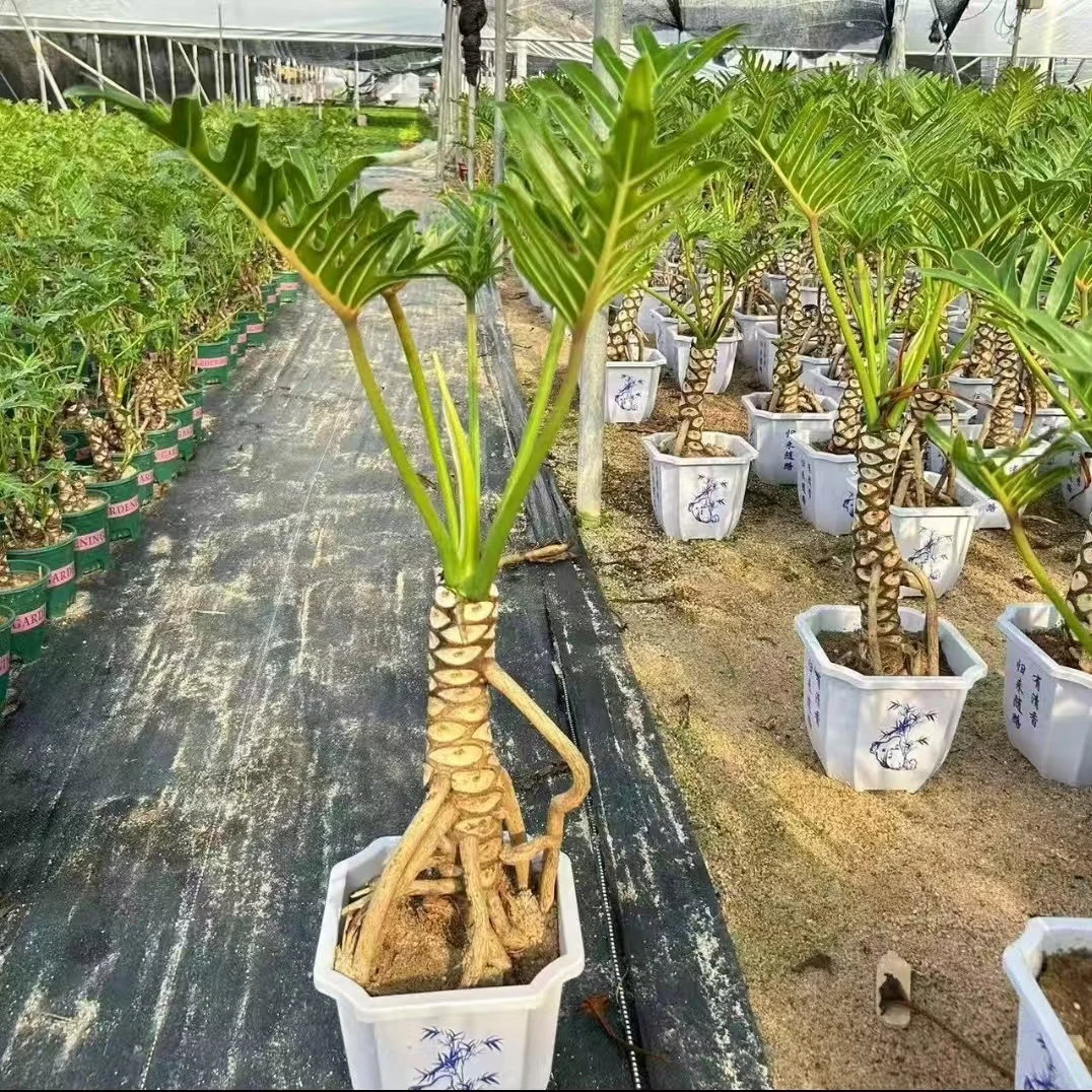 龙鳞春羽小天使老桩绿植盆栽室内可水培土培净化空气耐阴好养活