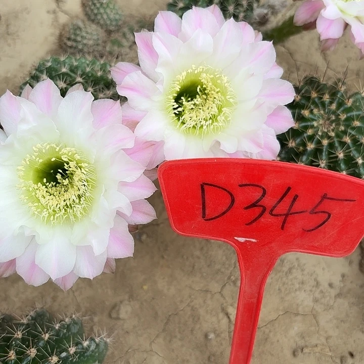 D345,cc147,瑕疵歪头