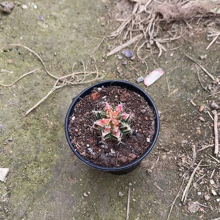 仙人球好好看好漂亮15