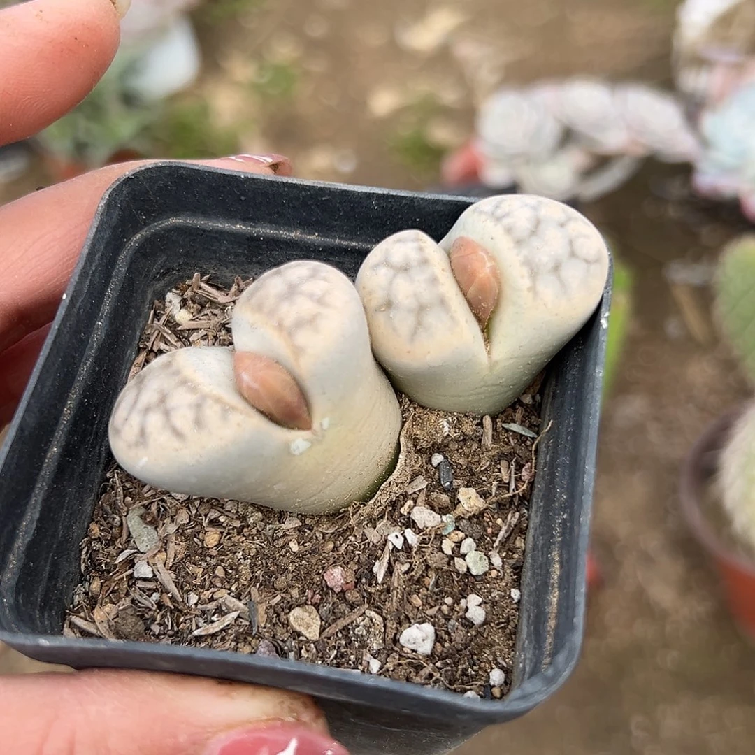 多肉植物多肉植物