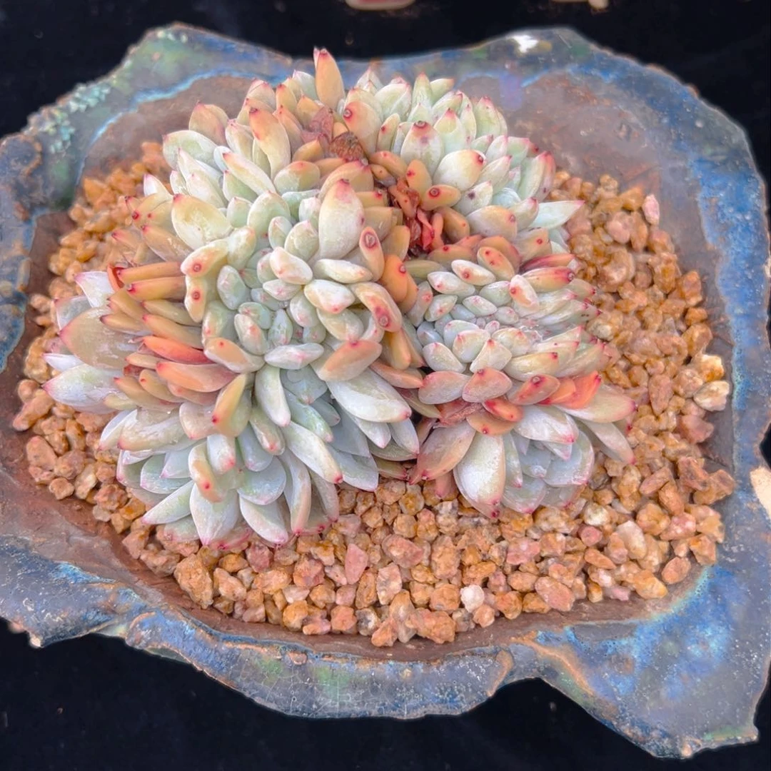 雨*新年快乐 新年快乐