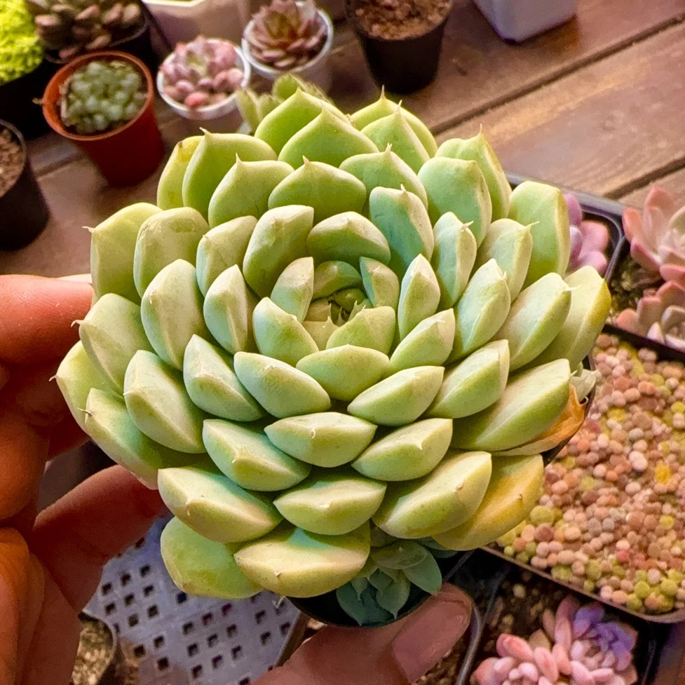 【满 9.9 包邮】安妮 6.5cm 多肉植物室内阳台净化空气
