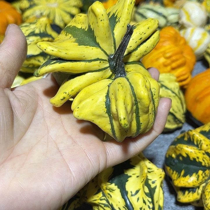 香榧木M****a墨西哥州是全球唯一