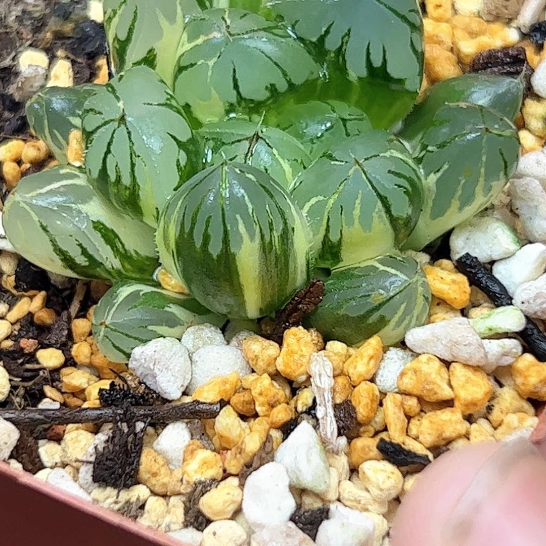 水晶灯锦十二卷多肉植物