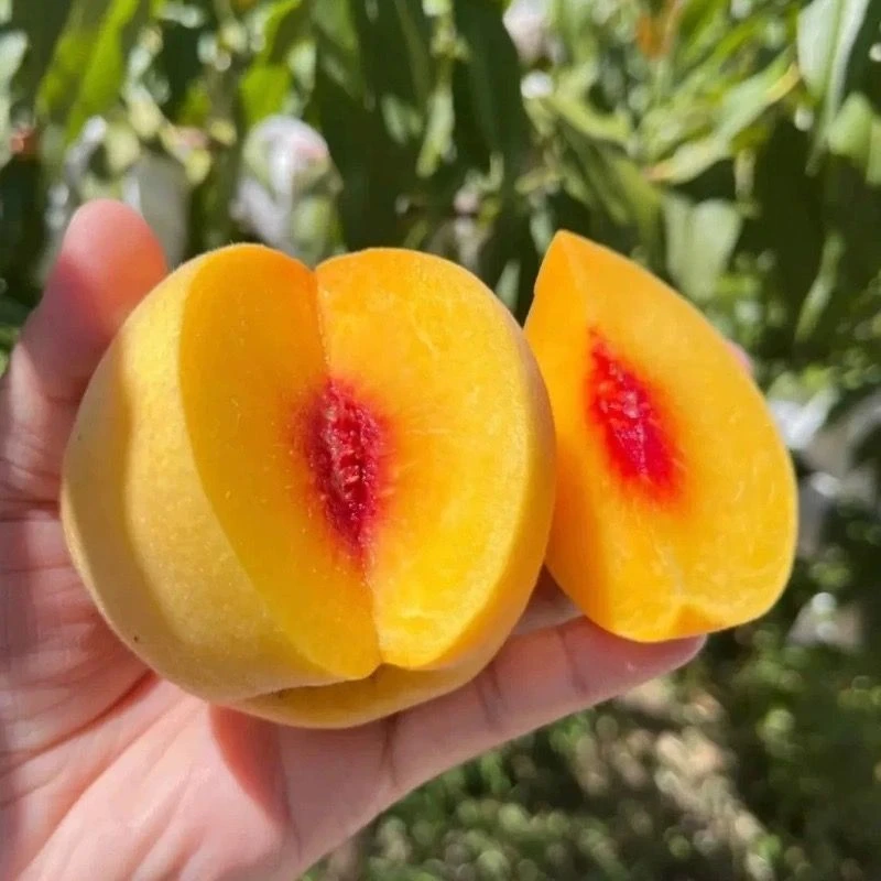 【锦绣黄桃脆软】头茬锦绣黄桃脆甜多汁脆软两吃现采现摘现发孕妇