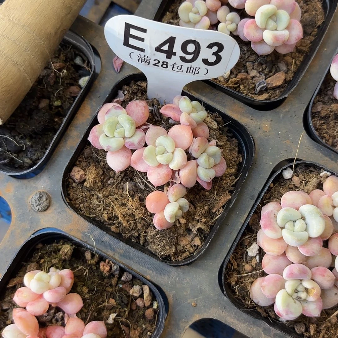 E493花瓣路一物一拍