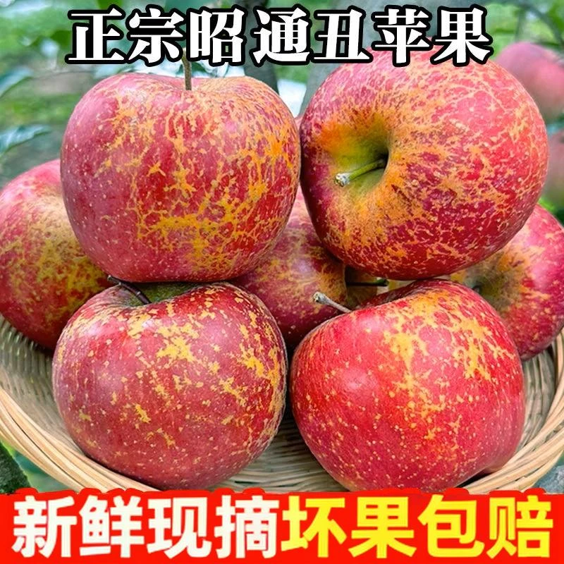 云南昭通冰糖心丑苹果脆甜多汁现摘现发高海拔应季苹果