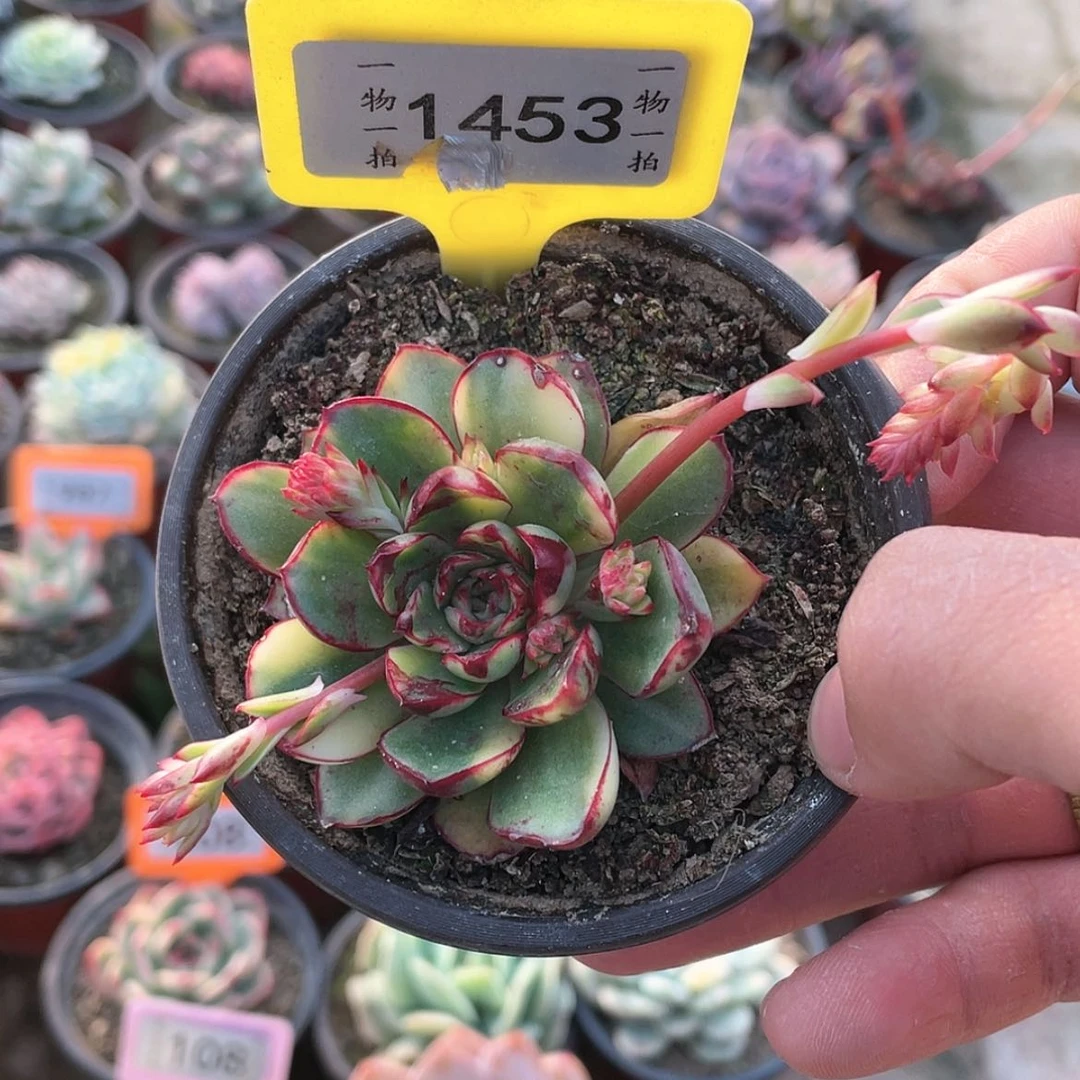 【闪购商品】毛*豆1453号