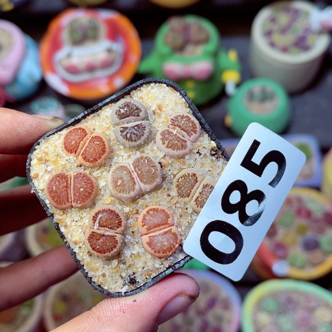 085生石花带盆发