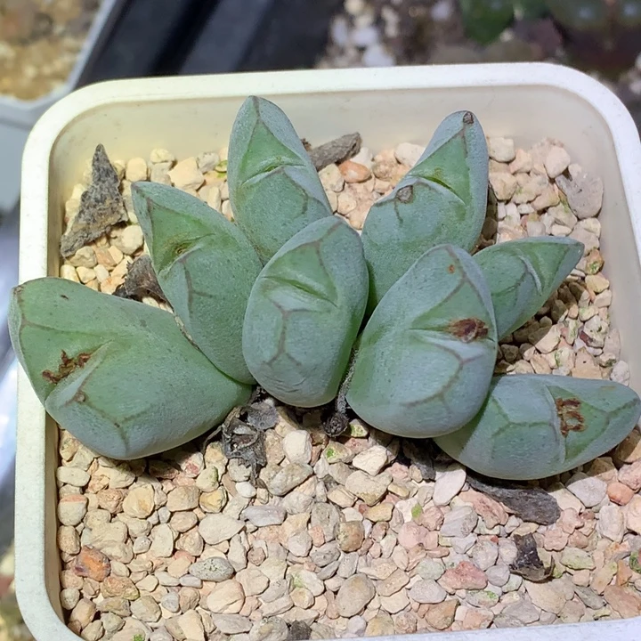 精品多肉植物精品多肉