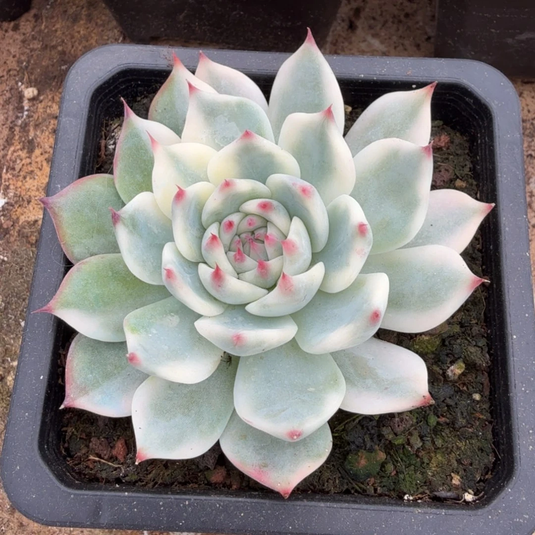 安*然吉娃娃锦一刻腹轮锦