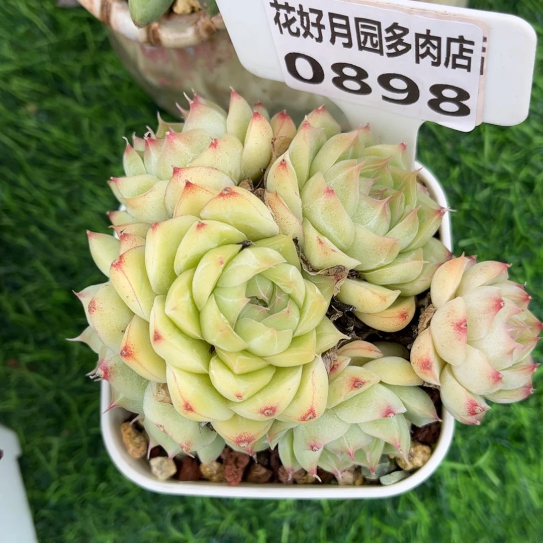 多肉植物0898 满30包邮