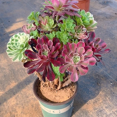全部花朵机*猫嫁接法师的方法5555
