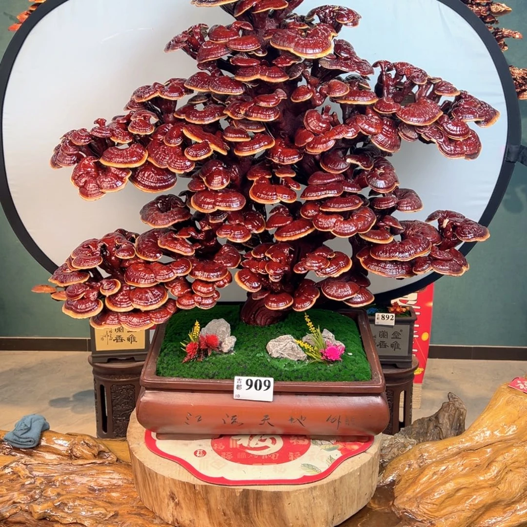 无花朵88888888888