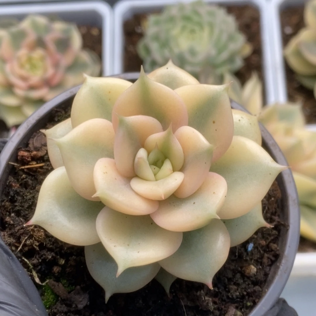 C**s169贝加尔湖锦锦锦锦锦