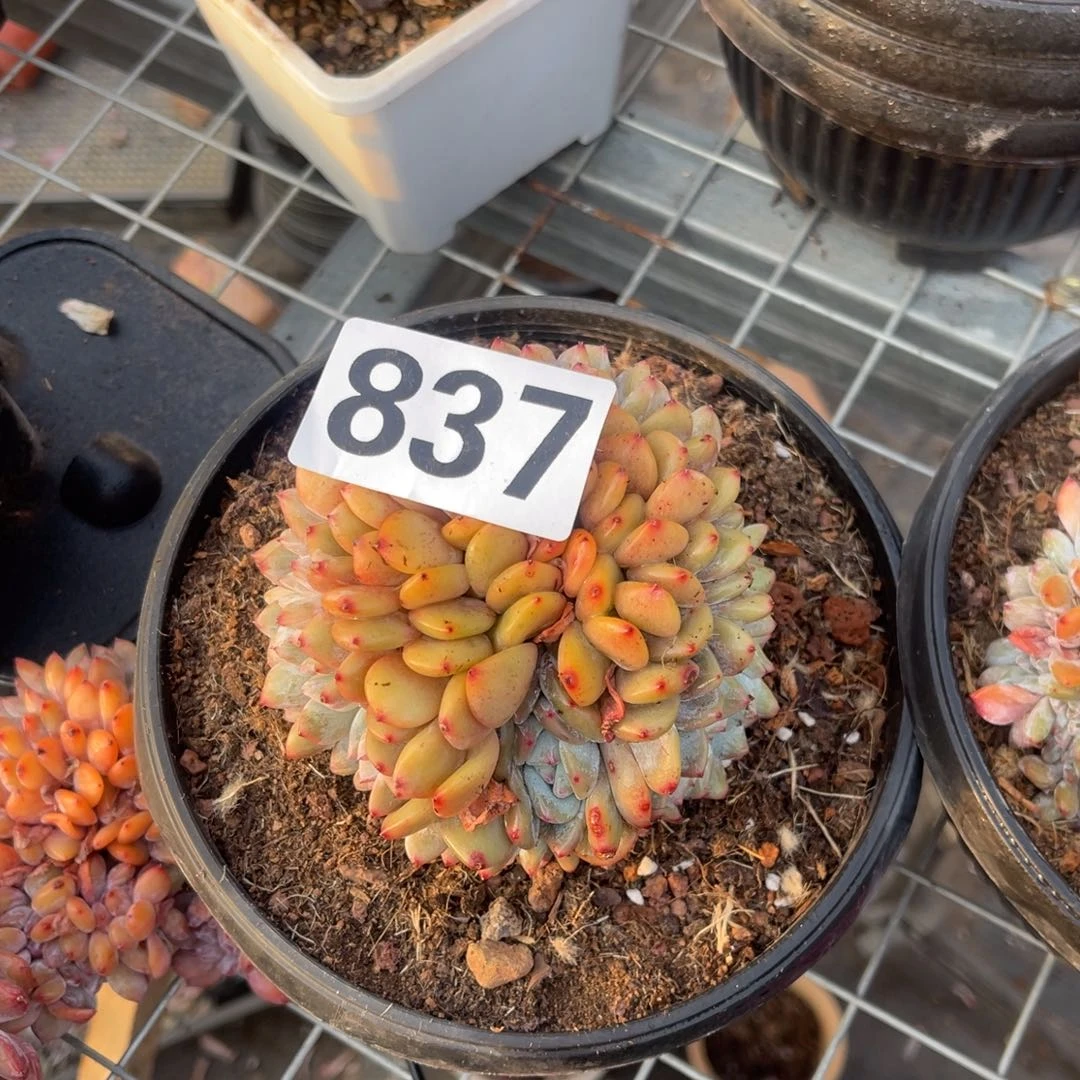 芊***花837高1588999855555588