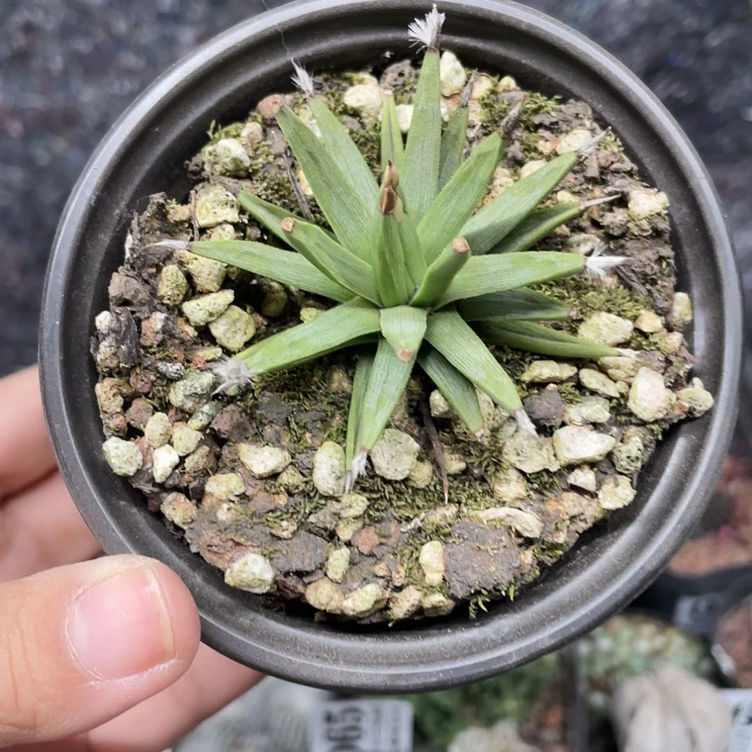 090棉花龙（满18元包邮）