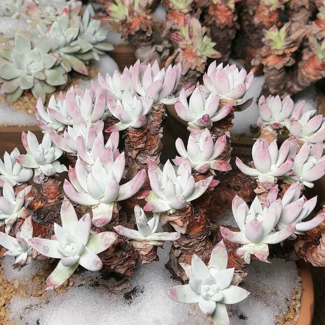 .****.9385刘丹白菊仙女杯多肉