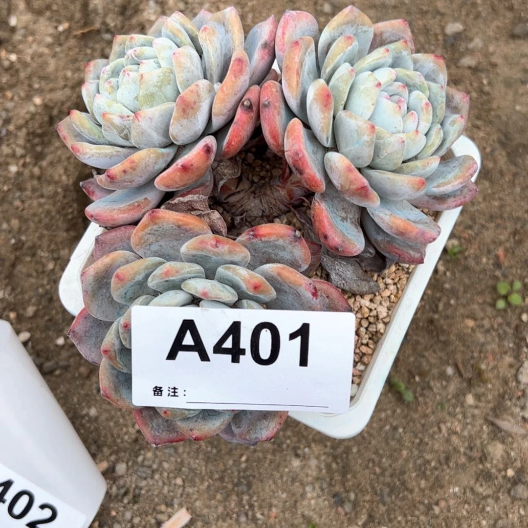 用****7401 多肉多肉多肉多肉多肉