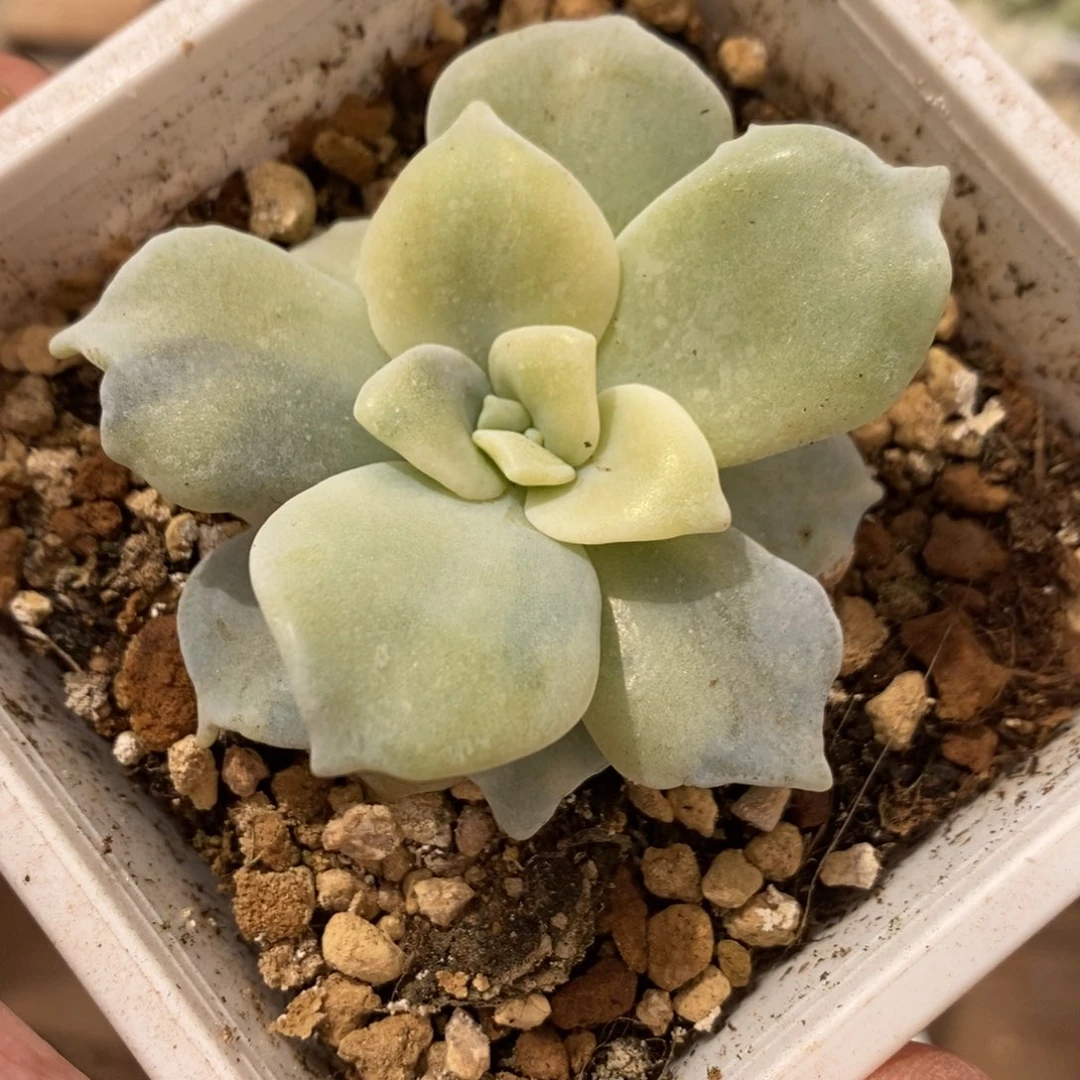 白饺子多肉植物6947