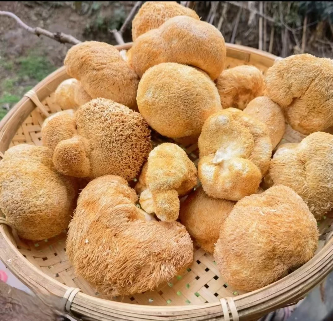【猴头菇】鲜美山珍  炖肉煲汤