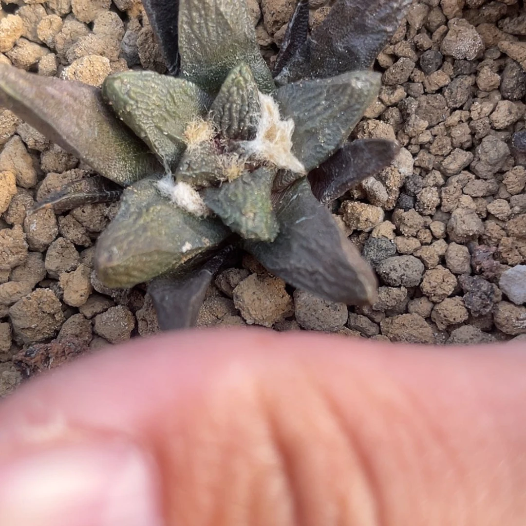 【闪购商品】实生龙角