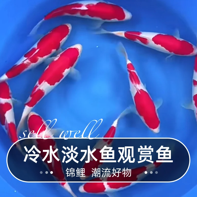 锦鲤活鱼观赏鱼淡水大型好养纯种黄金招财大正三色红白秋翠冷水鱼