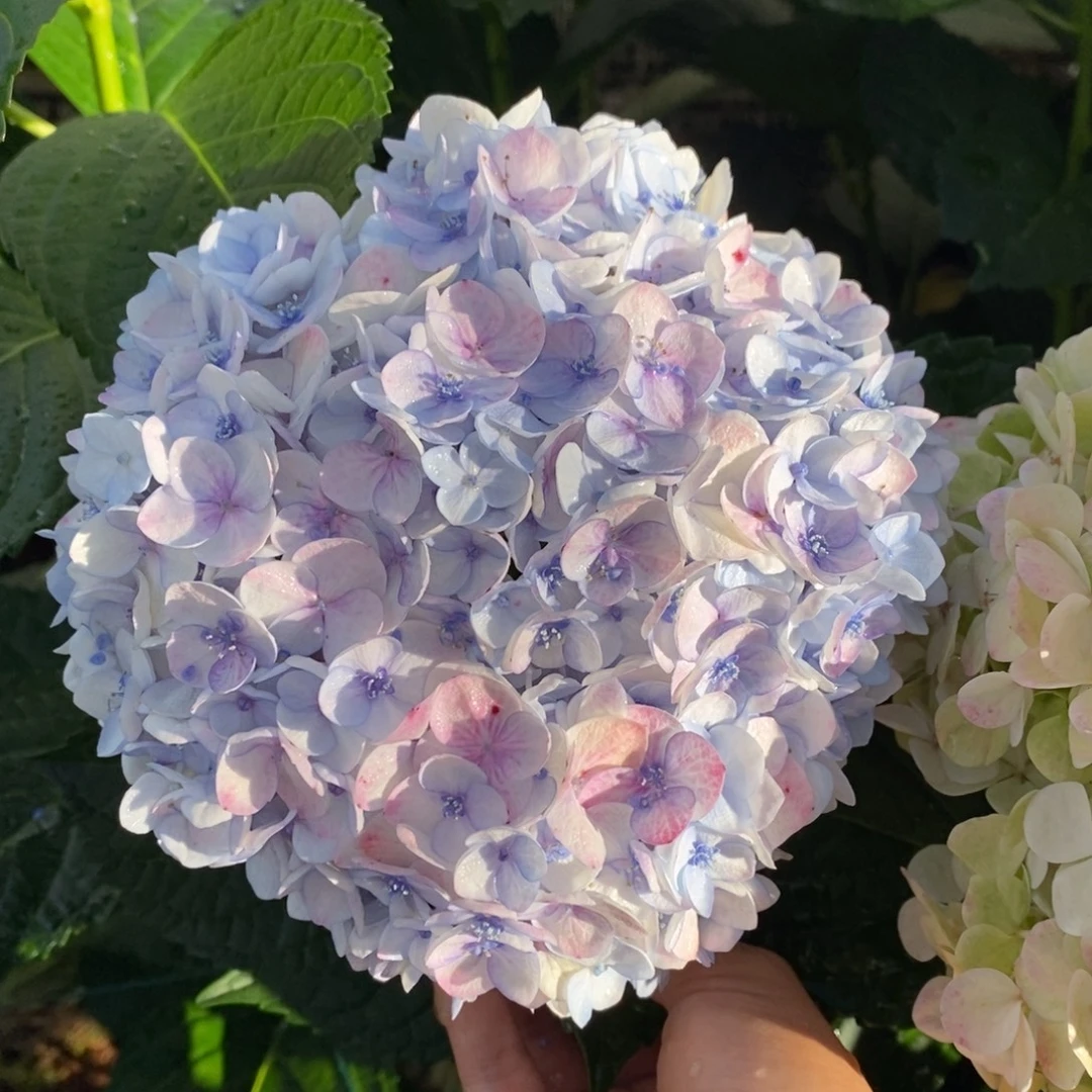 180号绣球/有色差介意勿拍/3单冷链包邮/偏远补运费发德邦