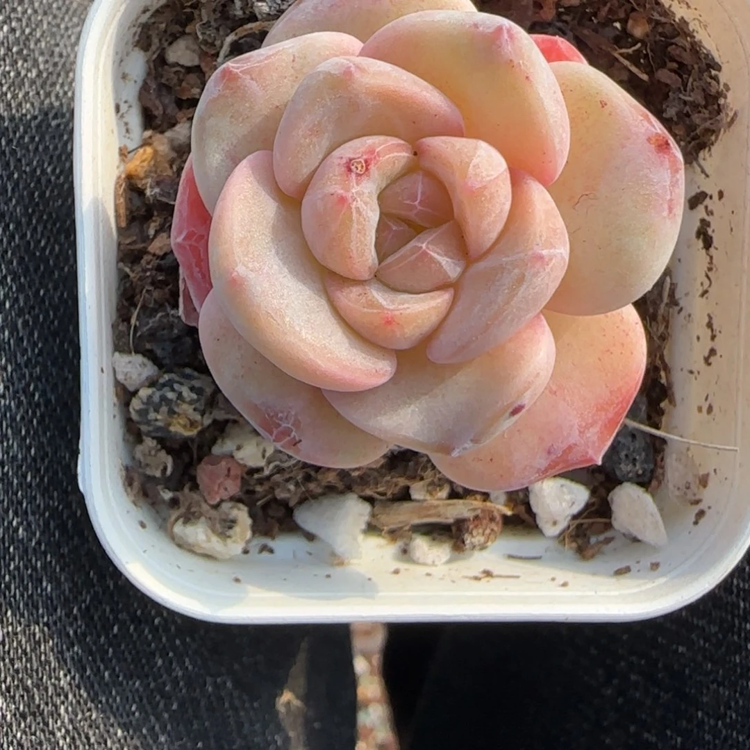 多肉小卡拉米糖心一物一拍