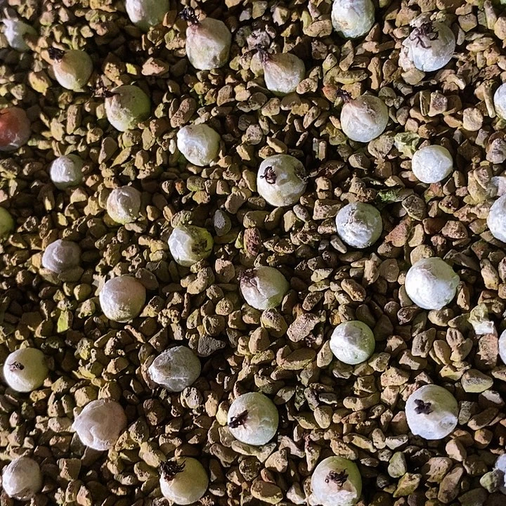 哈默灯泡一颗。